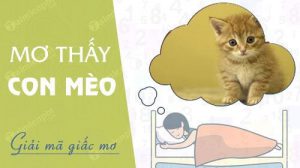 Nằm mơ thấy mèo con